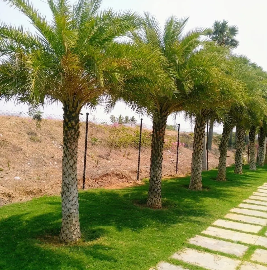 date palm plant at Aashvi Nursery Jaipur
