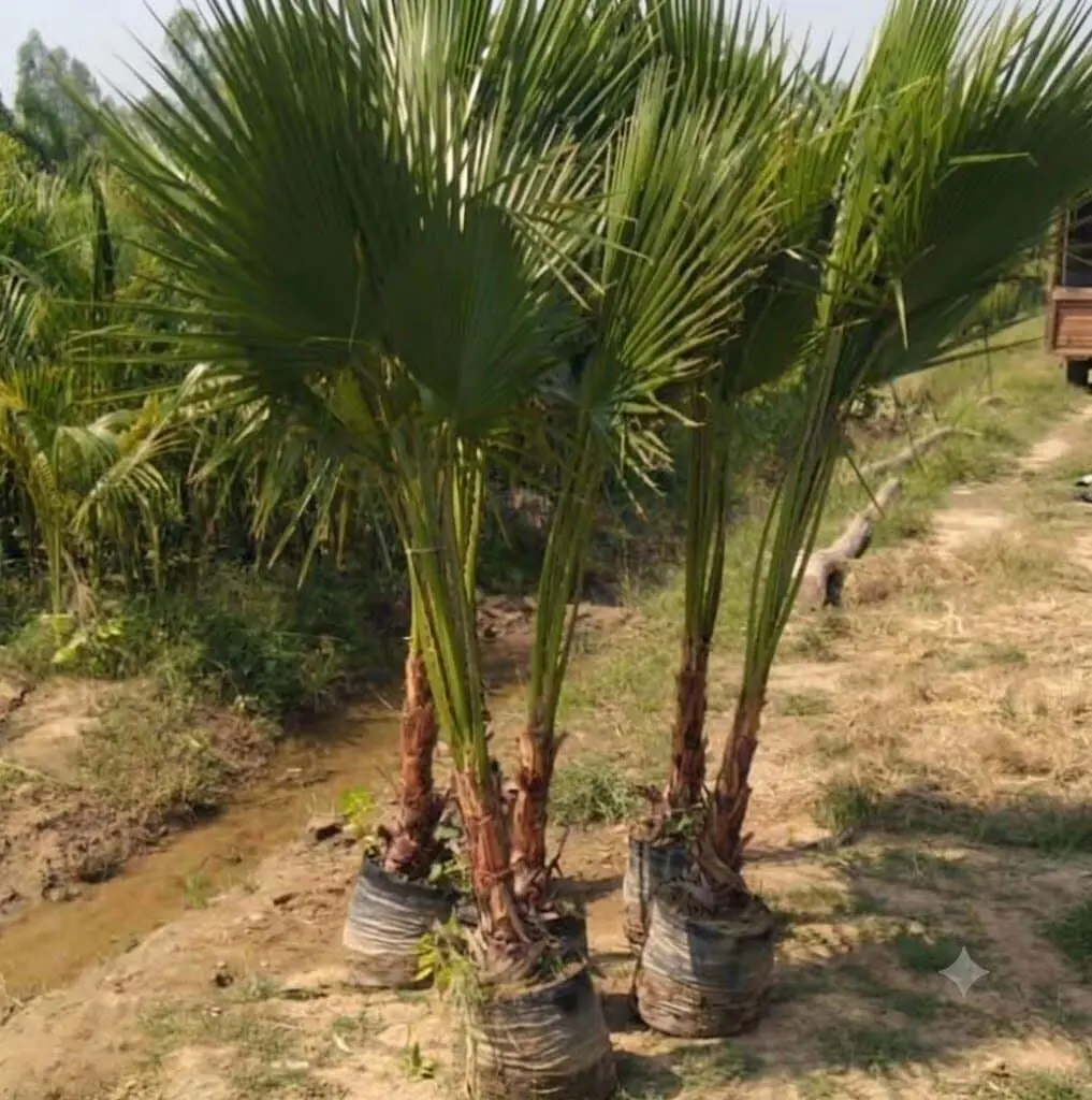 date palm at Aashvi Nursery Jaipur