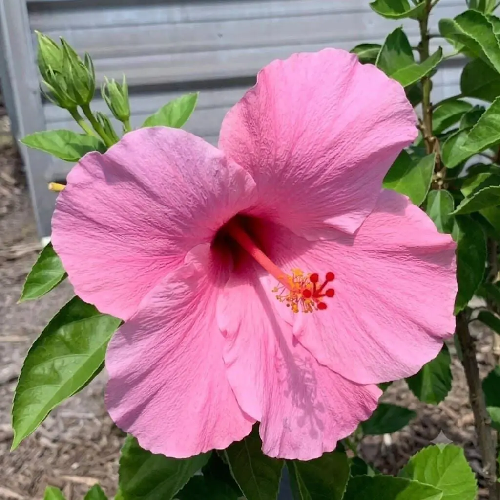 pink hibiscus flowering plant at Aashvi Nursery Jaipur