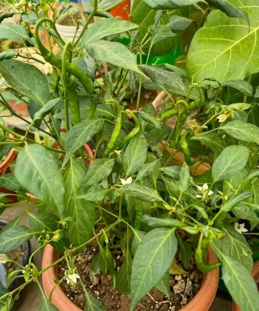 chilli plant at Aashvi Nursery Jaipur