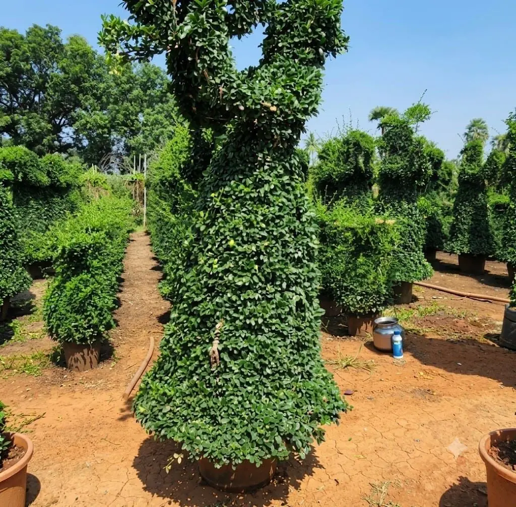 bell-shaped flowering plant at Aashvi Nursery Jaipur