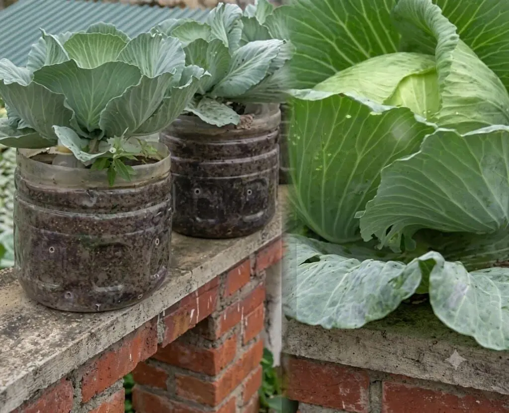 cabbage plants at Aashvi Nursery Jaipur