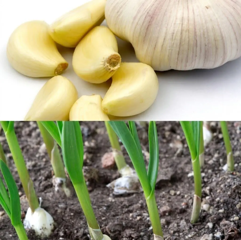 garlic plants at Aashvi Nursery Jaipur
