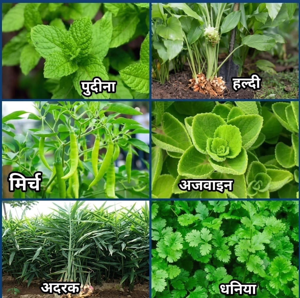 Aashvi Nursery plants and gardening services in Jaipur