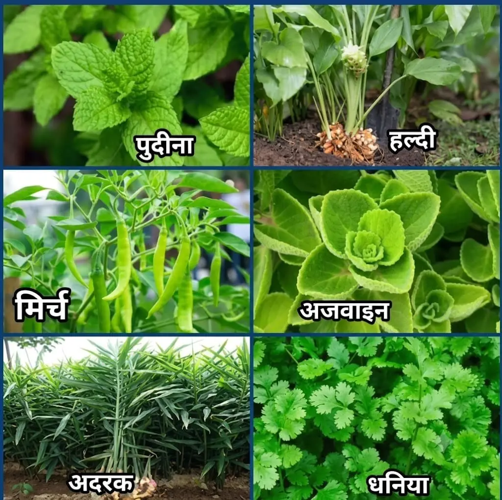 vegetable plants at Aashvi Nursery Jaipur