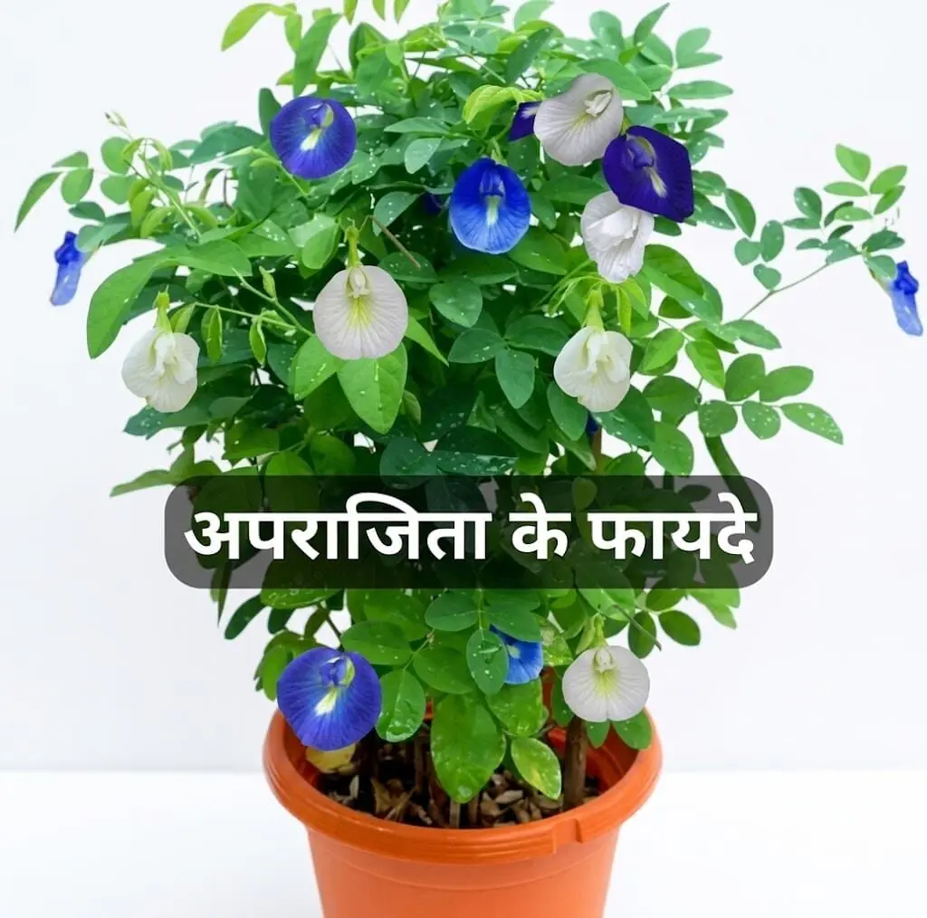 Aparajita flowering plant at Aashvi Nursery Jaipur