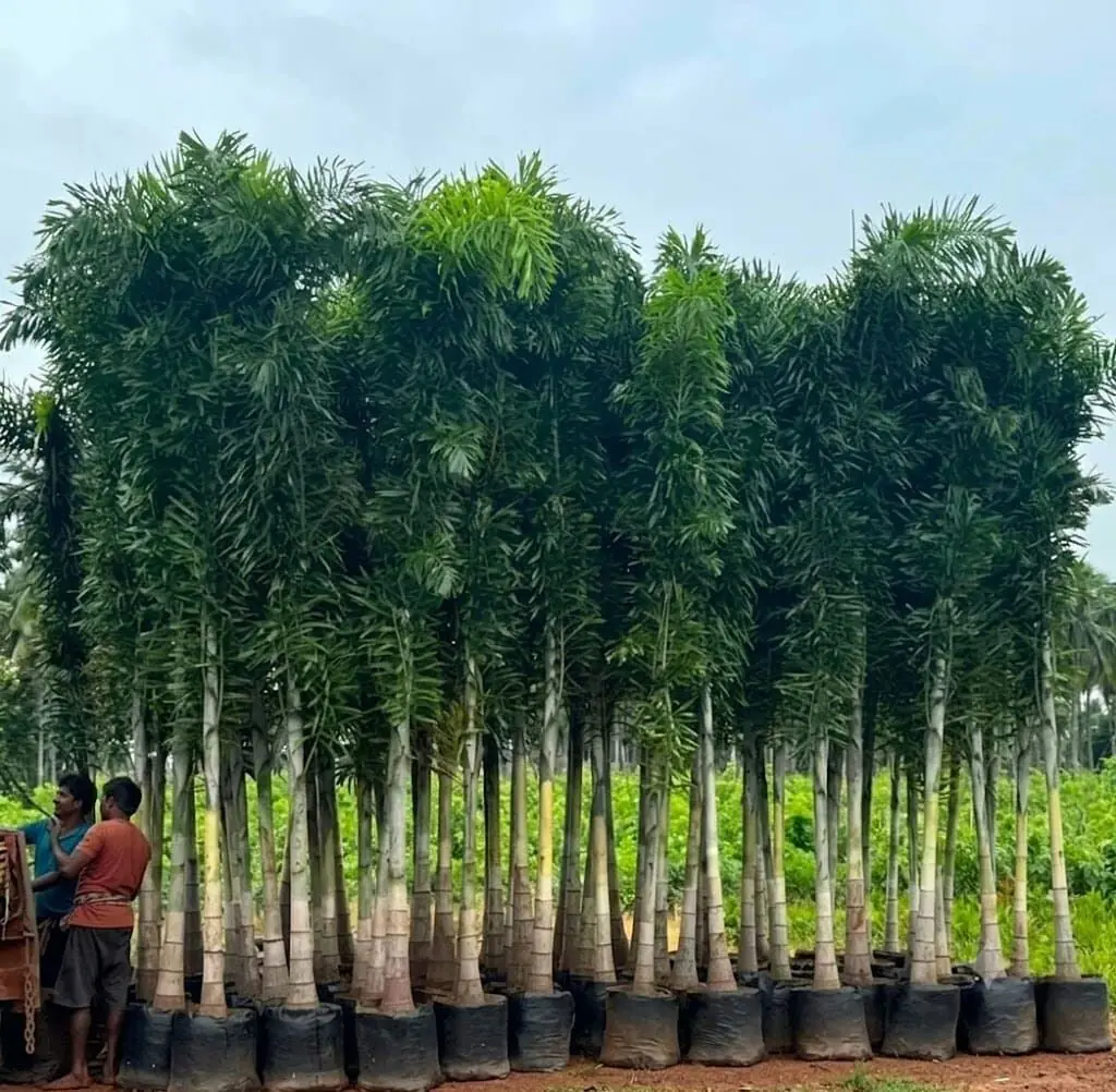 tall outdoor tree at Aashvi Nursery Jaipur