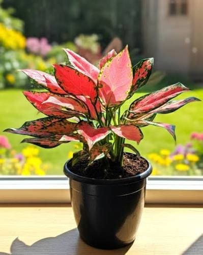 Aglaonema decorative foliage plant in Jaipur
