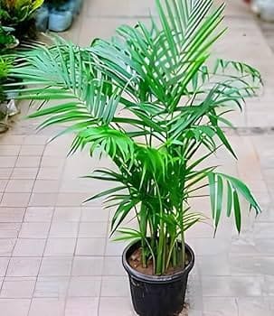Areca Palm decorative plant available in Jaipur