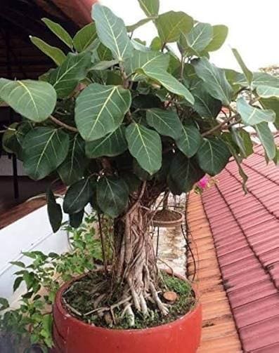 Banyan Bonsai plant available at Aashvi Nursery Jaipur