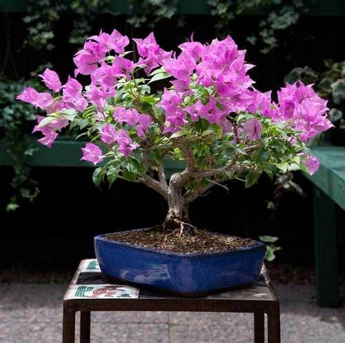 Bougainvillea Bonsai plant available at Aashvi Nursery Jaipur