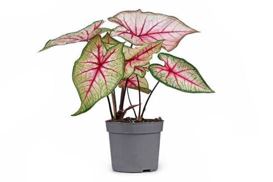 Caladium decorative plant with colourful leaves