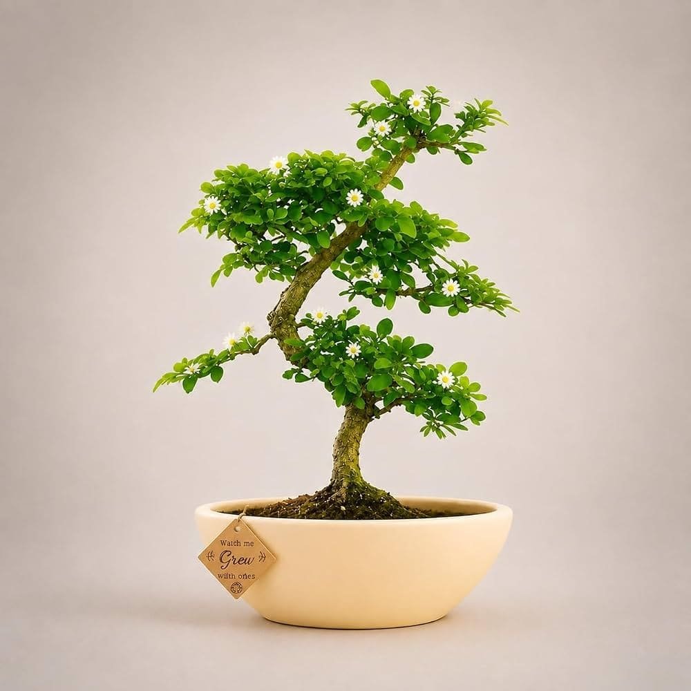 Carmona Bonsai plant available at Aashvi Nursery Jaipur