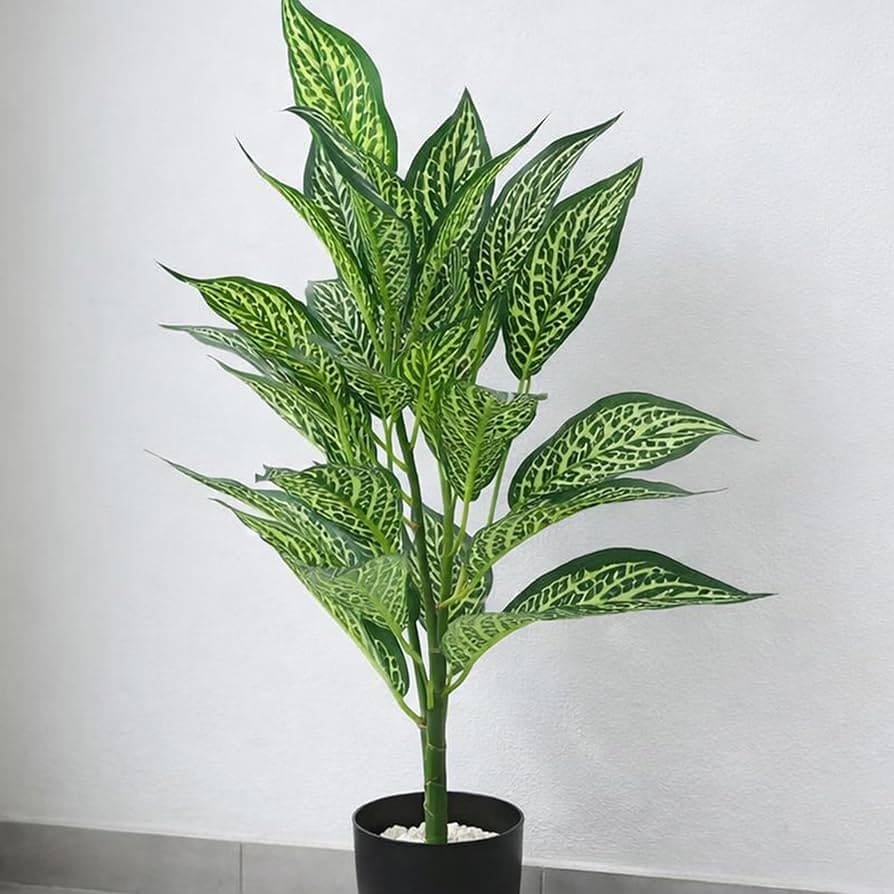 Dieffenbachia decorative plant for indoor spaces