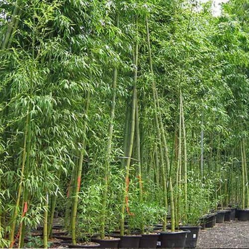 जयपुर में उपलब्ध ड्वार्फ ग्रीन स्ट्राइप बैम्बू का पौधा