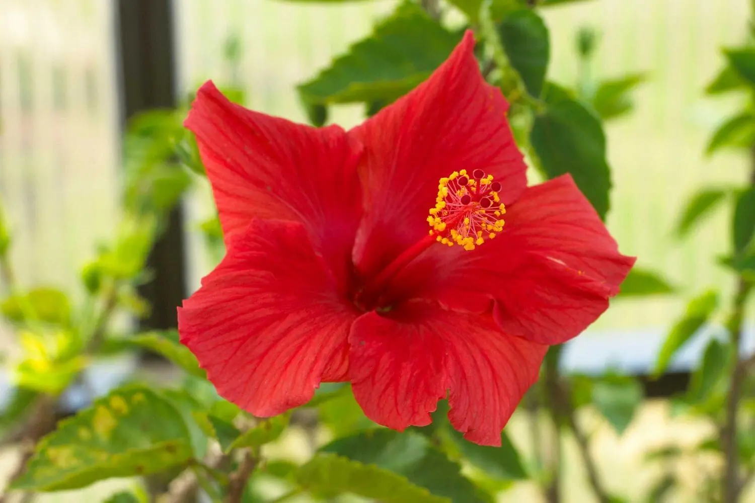 Colourful flowering plants