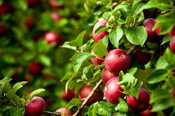 Healthy fruit plants