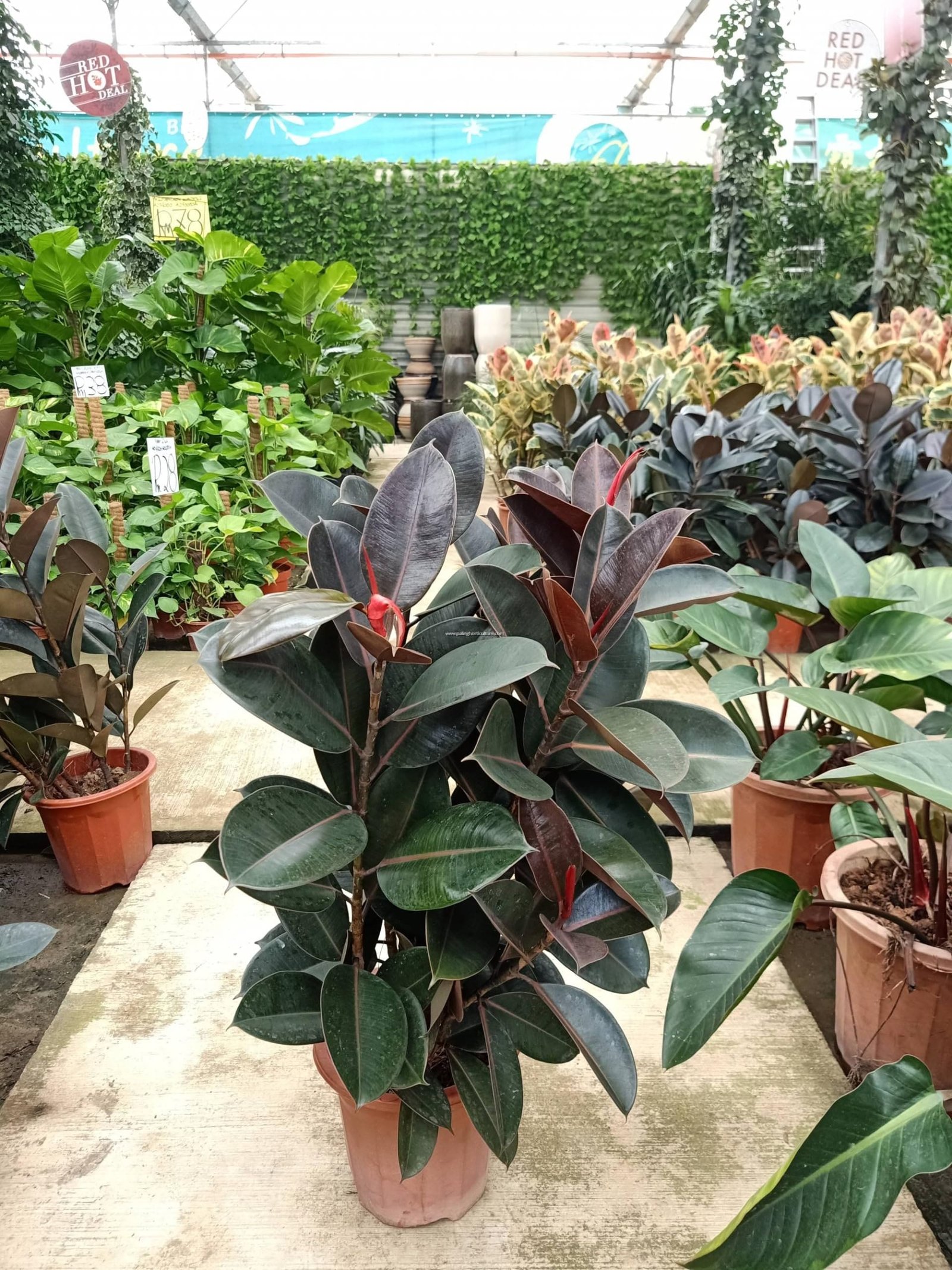 रबर प्लांट