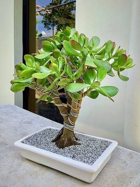 Jade Bonsai plant available at Aashvi Nursery Jaipur