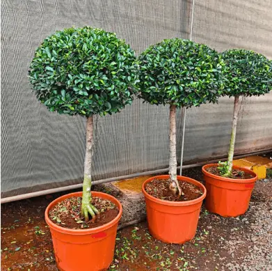 Outdoor plants displayed in a nursery garden