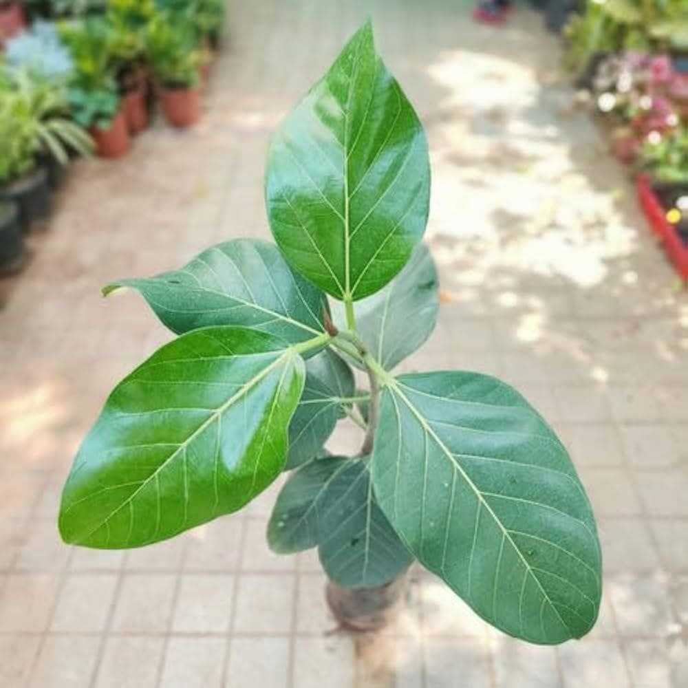 मनी प्लांट