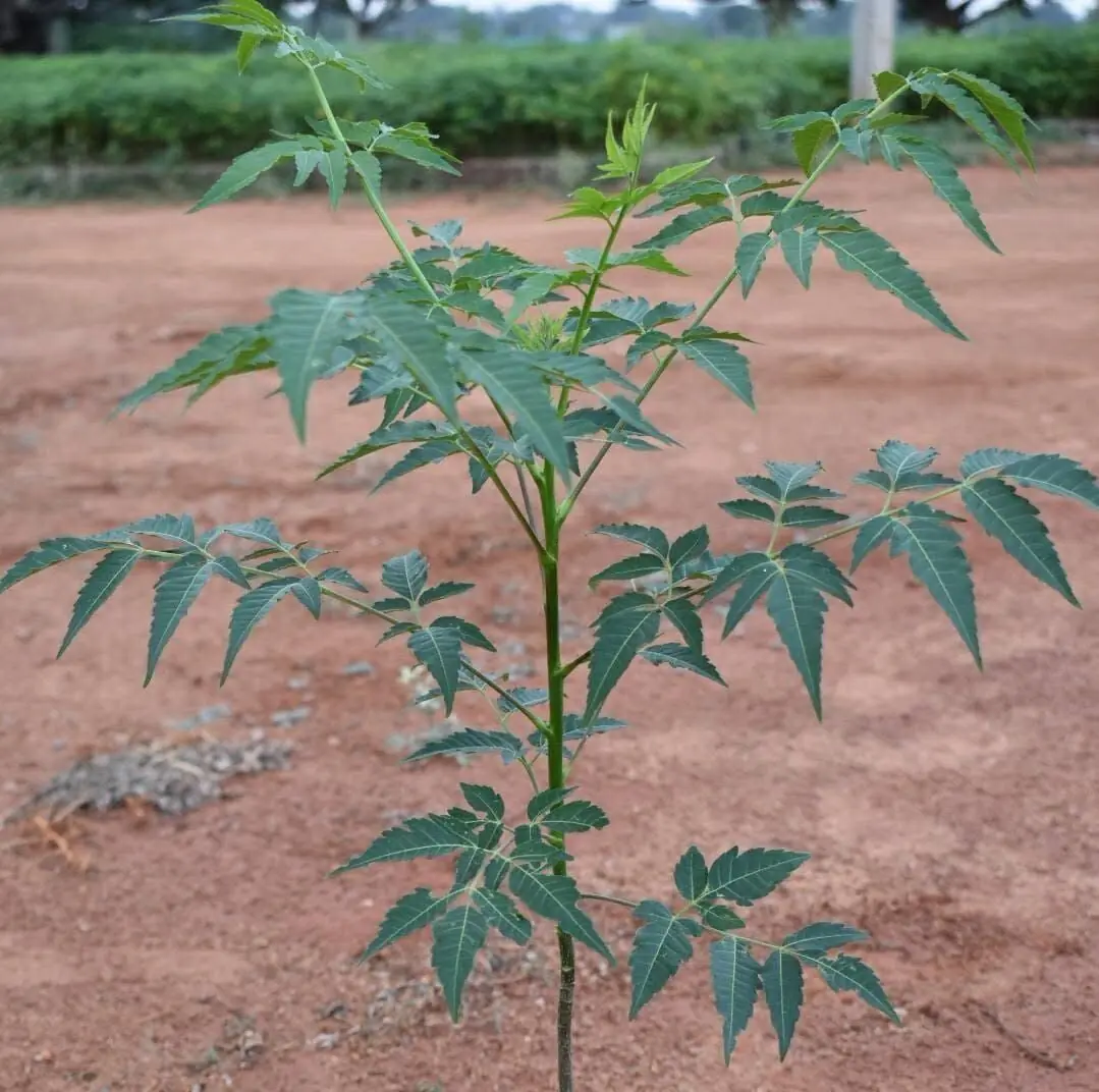 मनी प्लांट