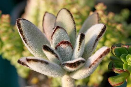 पांडा प्लांट का पौधा