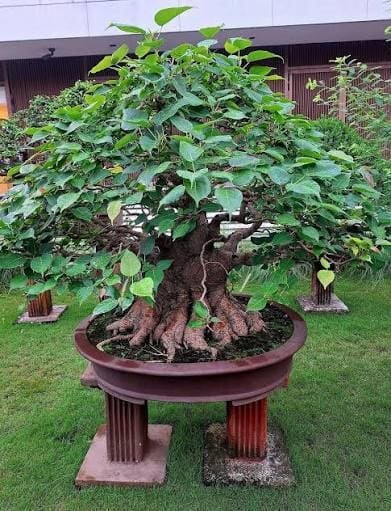 Peepal Bonsai plant available at Aashvi Nursery Jaipur