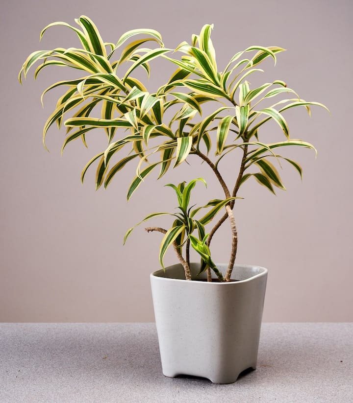 Song of India decorative foliage plant in Jaipur