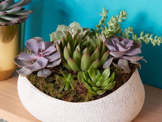 Fresh seasonal flowering plants