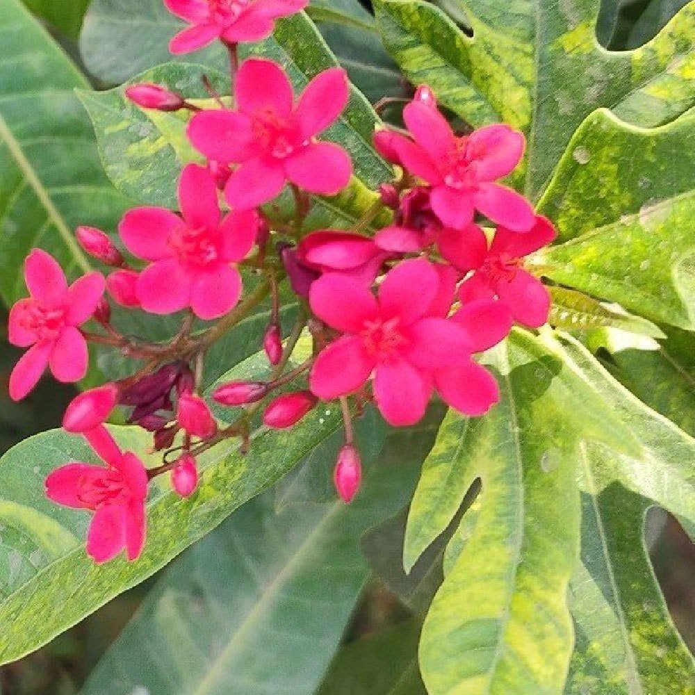 जेट्रोफा पौधा