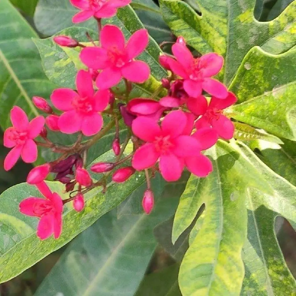 जेट्रोफा पौधा